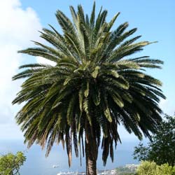 Palm, Canary Island Date